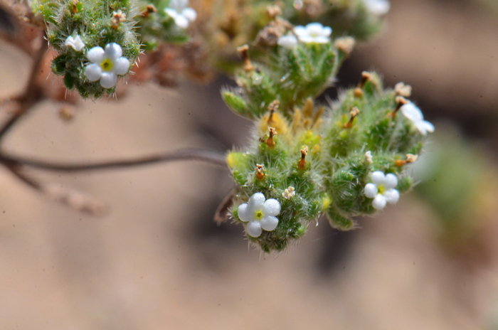 Redroot Cryptantha has tiny white flowers with yellow centers. The flowering stalk is either along axils or is terminate; fruits are nutlets. Cryptantha micrantha 